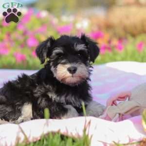 Lexi, Miniature Schnauzer Puppy